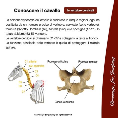 camine c1 si c3.